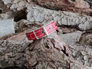 Avani Fantasy Colored, Rina  Cherry-Red, XXS
